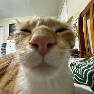 Meet your Posher, Alice